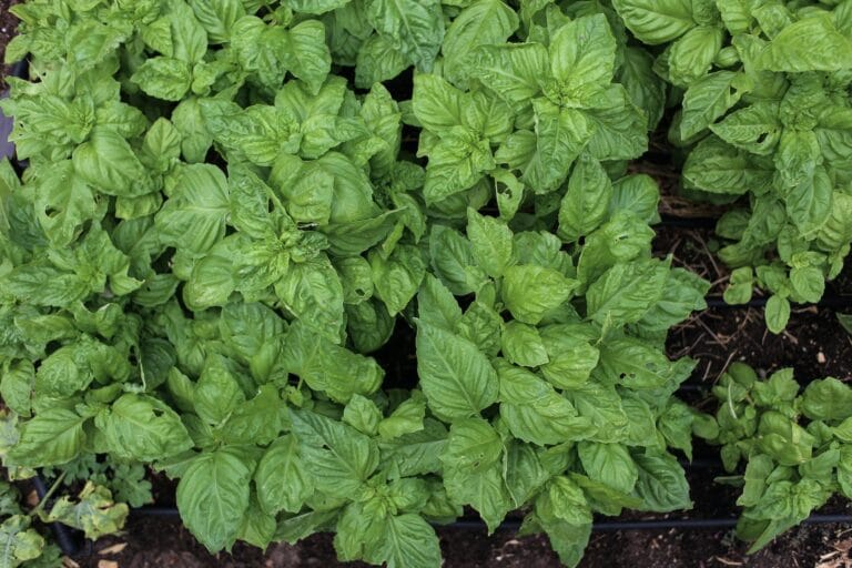 Basil digistudylab (1)