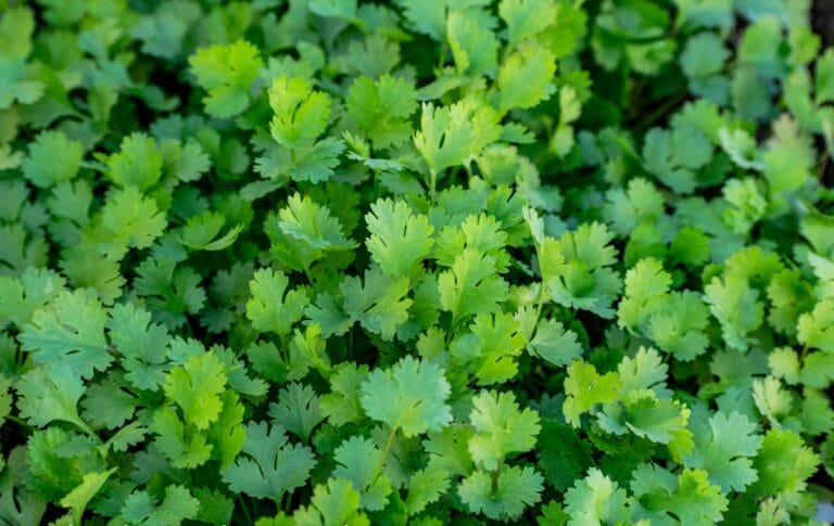 Coriander digistudylab.in