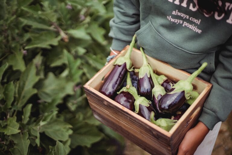 Eggplant digistudylab.in