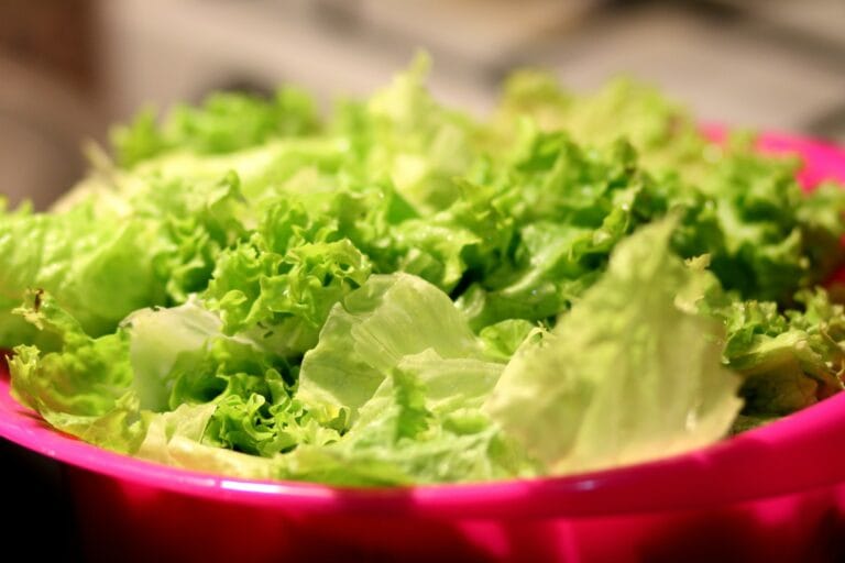 Lettuce digistudylab.in