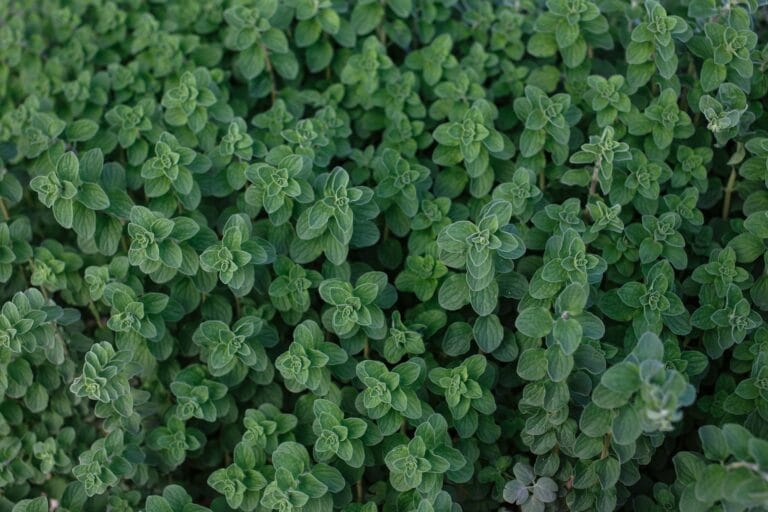 Oregano digistudylab.in