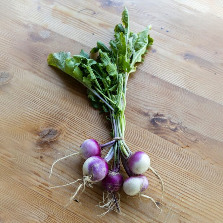 Turnip digistudylab.in