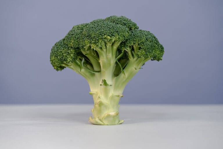 broccoli digistudylab.in