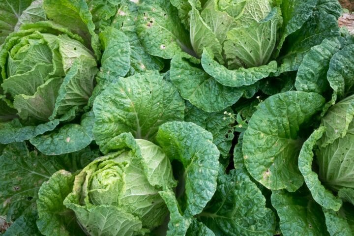 cabbage digistudylab.in