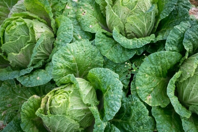 cabbage digistudylab.in