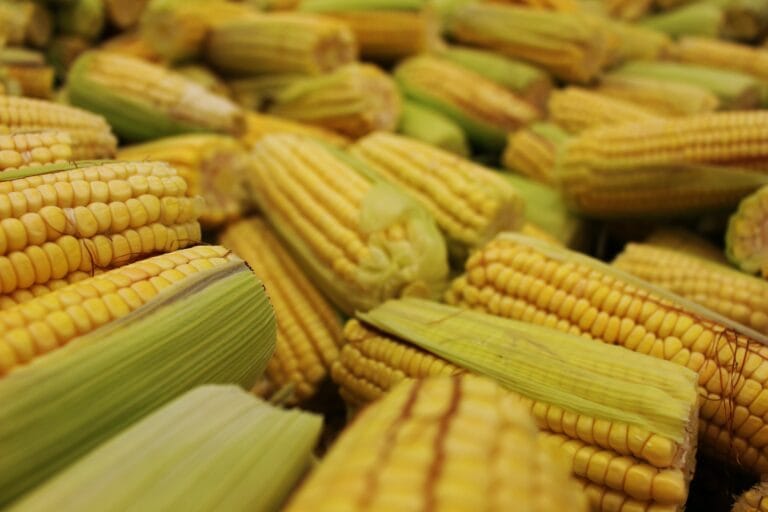 corn digi study lab.in