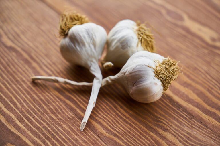 garlic digistudylab.in