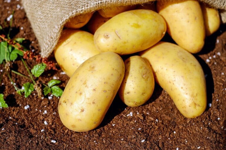 potato digistudylab.in
