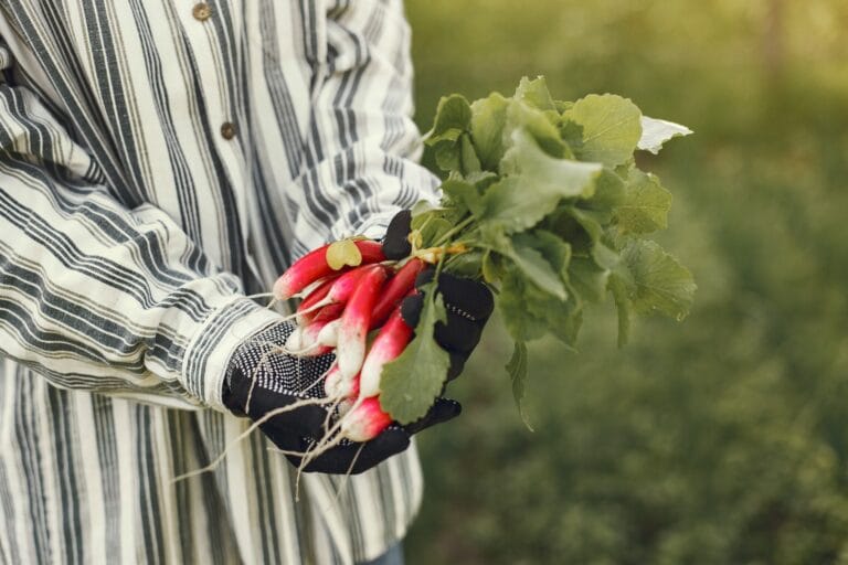 radish digistudylab (2)