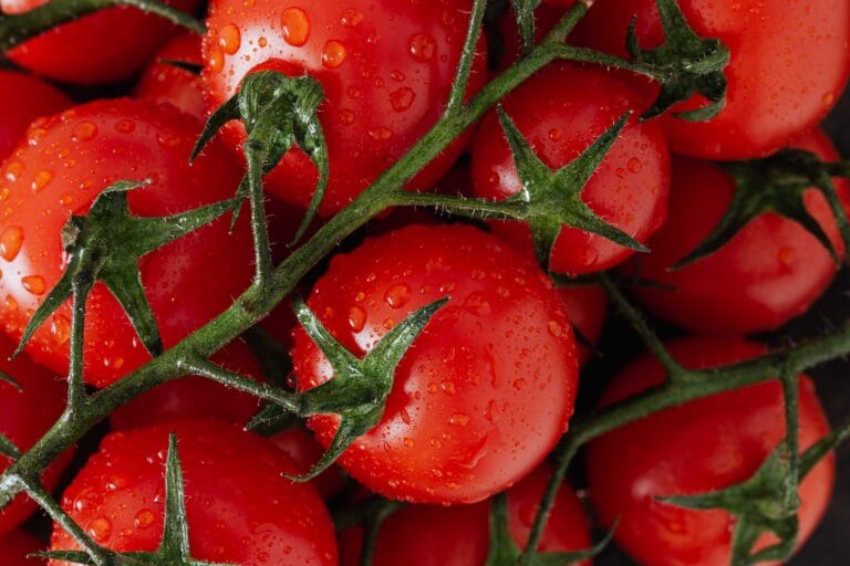 tomato digistudylab.in