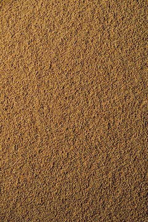 Amaranth digistudylab.in