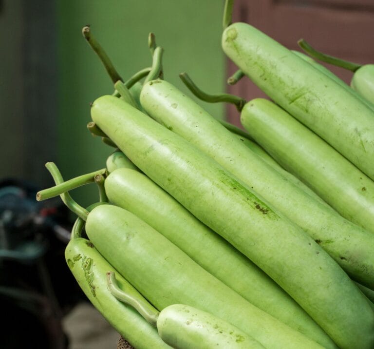 Freshness Vegetable Gourd or dudhi
