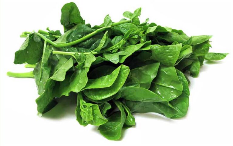 Ceylon Spinach digistudylab.in