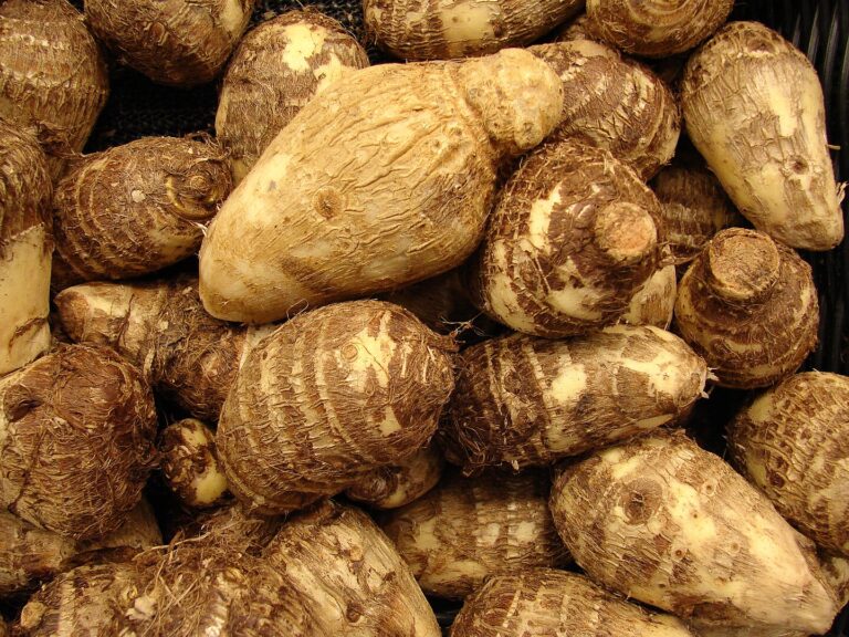 Colocasia root digistudylab.in