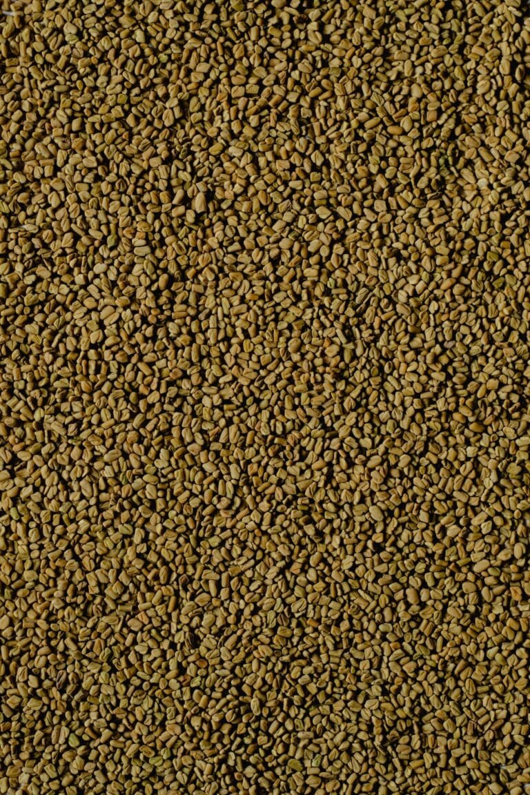 Fenugreek digistudylab.in