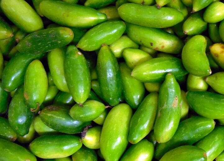 Ivy gourd digistudylab.in