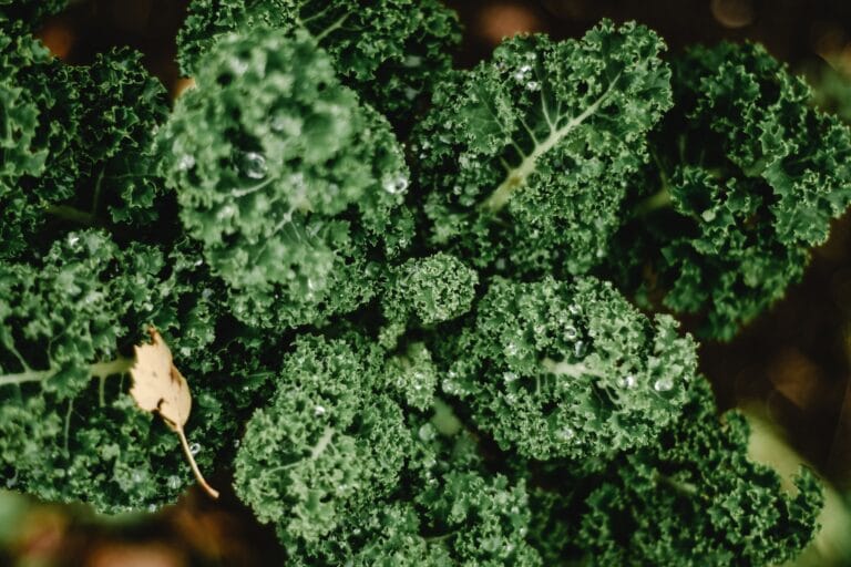 Kale digistudylab (1)