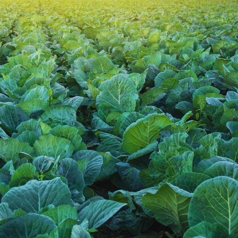 Mustard Greens digistudylab.in