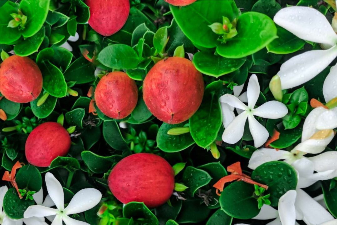 Natal plum digistudylab.in