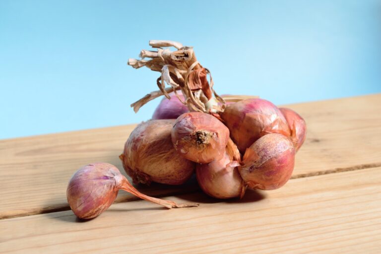 Onion digistudylab.in