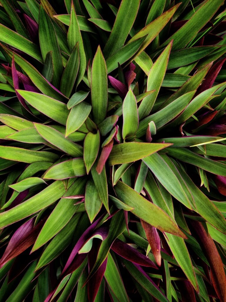 Oyster plant digistudylab.in