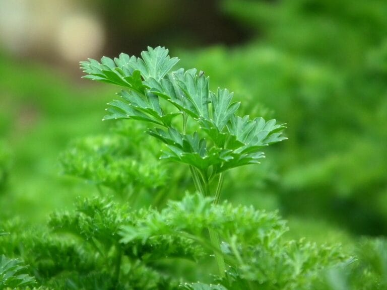 Parsley digistudylab.in