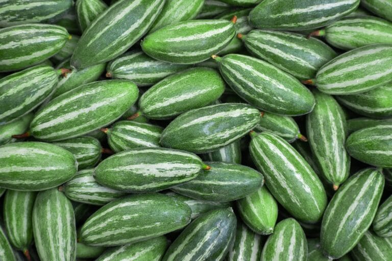 Pointed gourd digistudylab.in