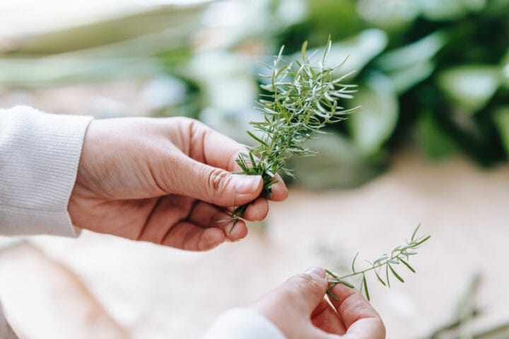 Rosemary digistudylab.in
