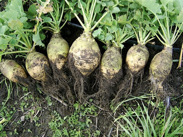 Rutabaga digistudylab.in