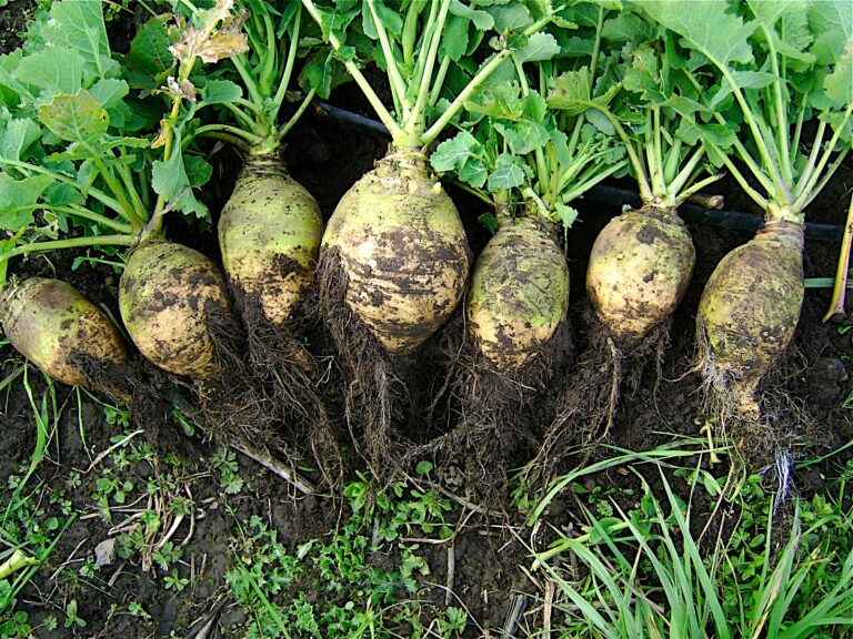 Rutabaga digistudylab.in