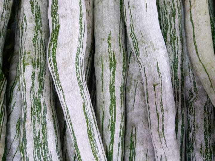 Snake gourd digistudylab.in