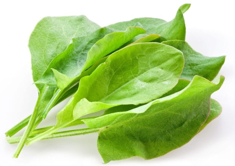 Sorrel-digistudylab.in