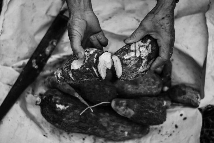 Taro root digistudylab.in