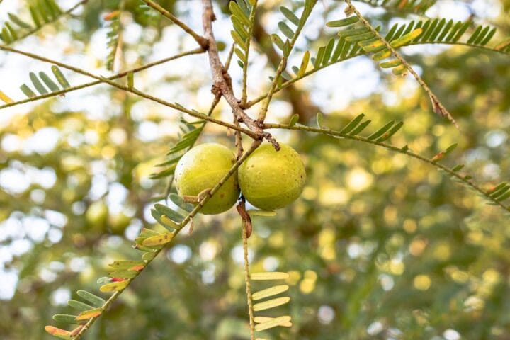 Amla Tree Digistudylab.in