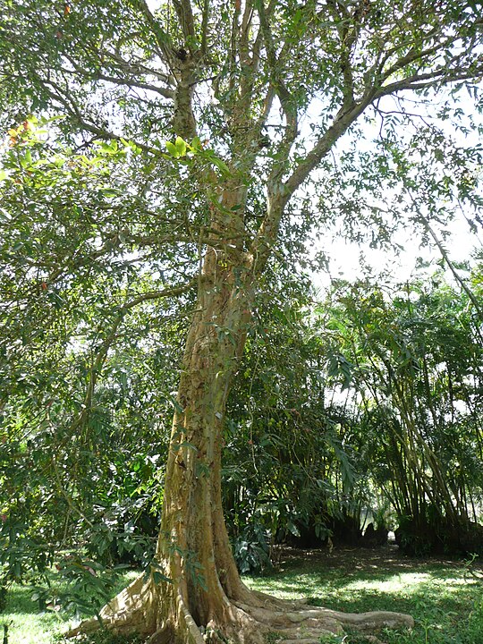 Arjuna Terminalia Arjuna Tree Digistudylab.in