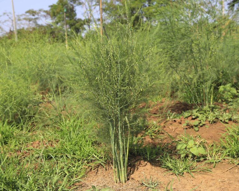 Asparagus Tree Digistudylab.in