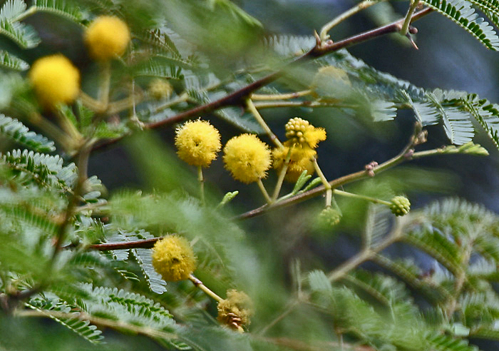 Babul Babool Tree Digistudylab.in