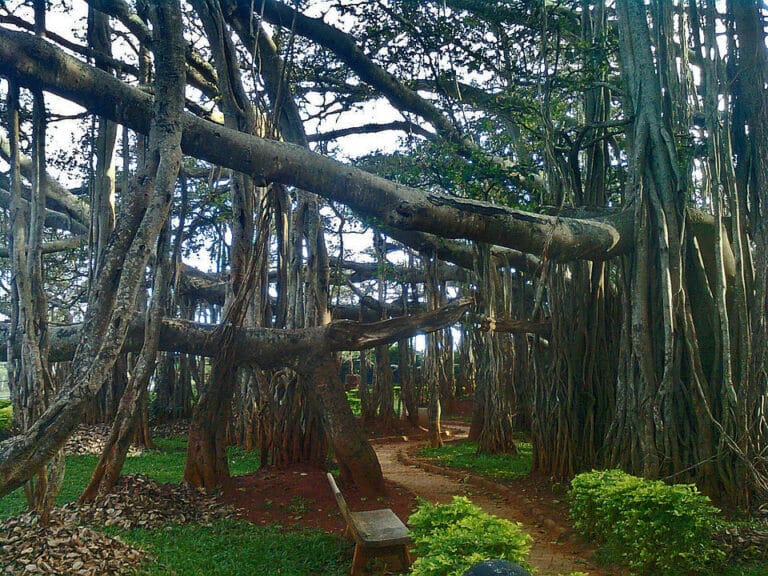 Banyan Tree Digistudylab.in