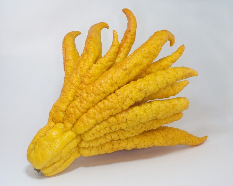 Buddha’s Hand Fruit Digistudylab.in