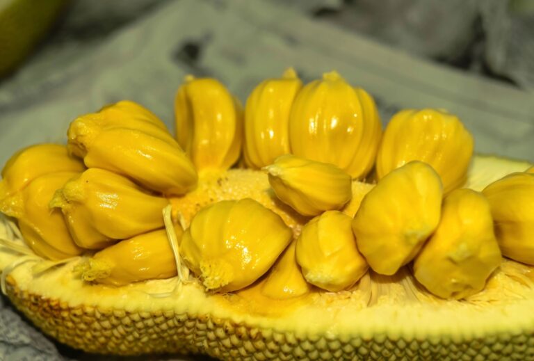 Chempedak Digistudylab.in