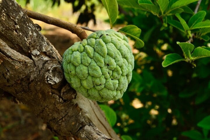 Custard Apple Sugar Apple Sweetsop Digistudylab.in