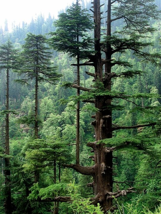 Deodar Tree Digistudylab.in