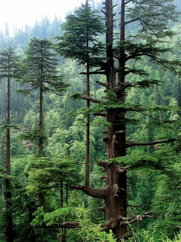 Deodar Tree Digistudylab.in