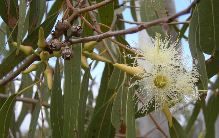 Eucalyptus Tree Digistudylab.in