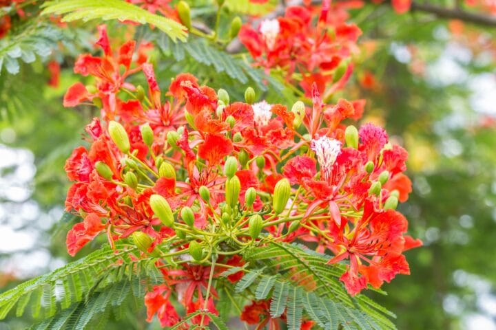 Gulmohar Tree Digistudylab.in