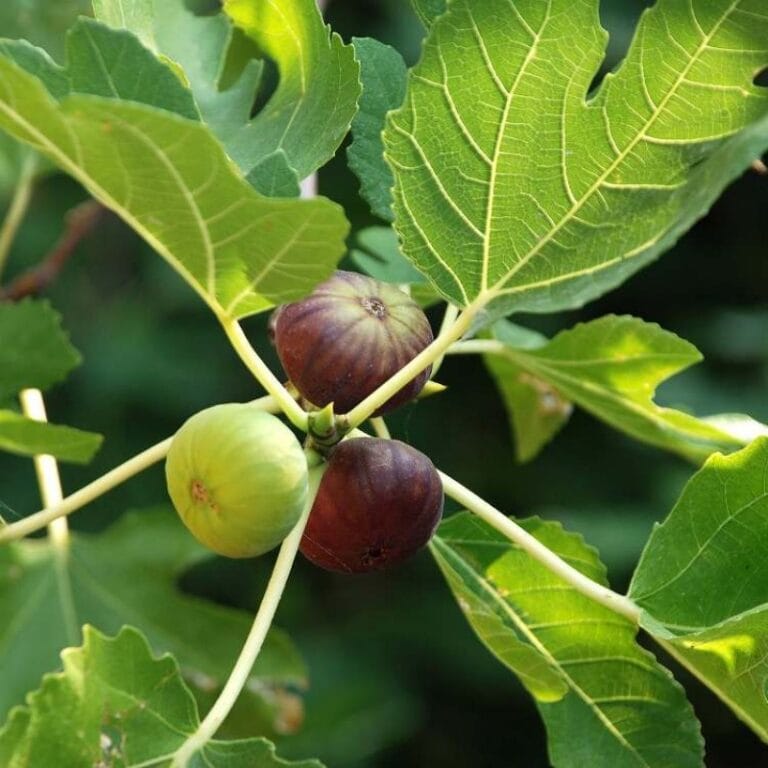 Indian Fig Fruit Digistudylab.in