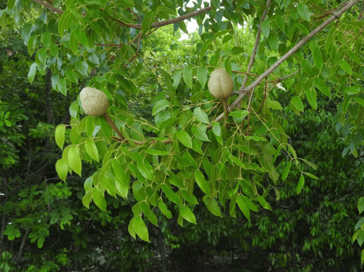 Indian Mahogany Tree Digistudylab.in