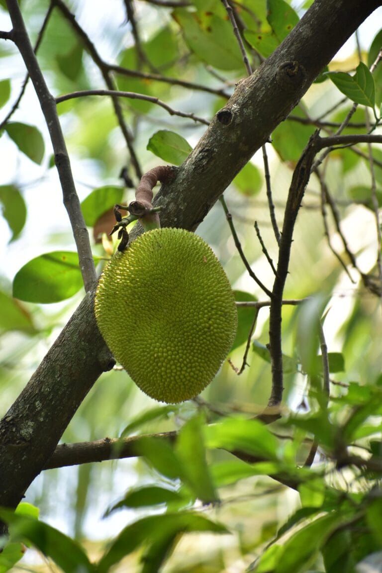 Jackfruit Digistudylab.in