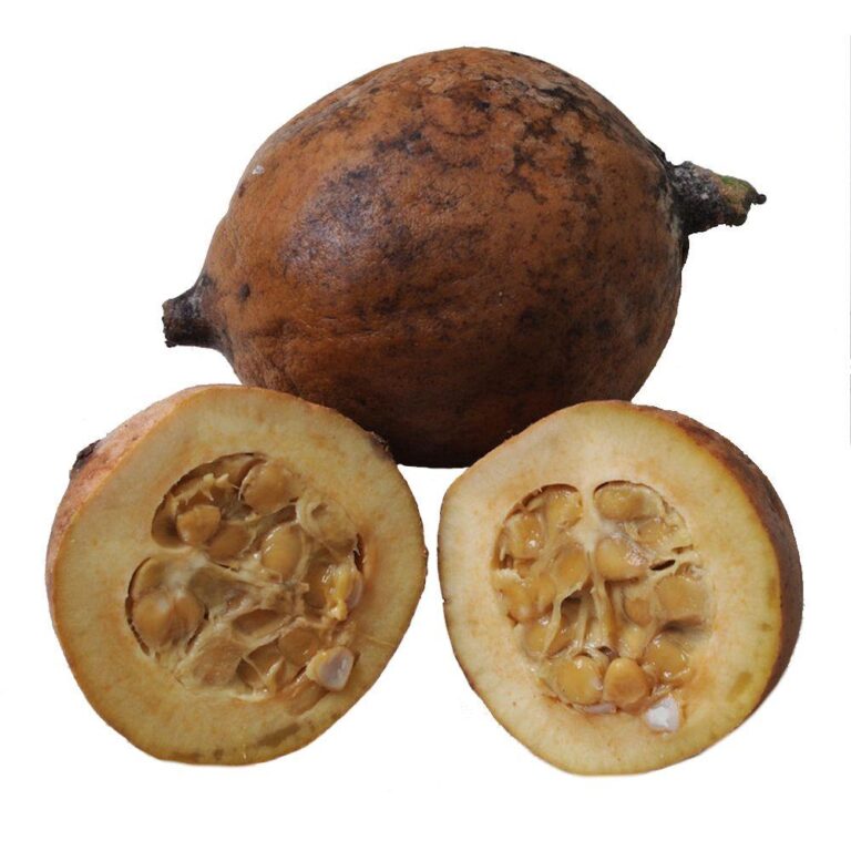 Jenipapo Digistudylab.in