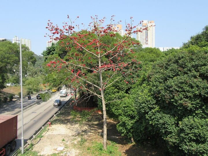 Kapok Ceiba Pentandra Tree Digistudylab.in